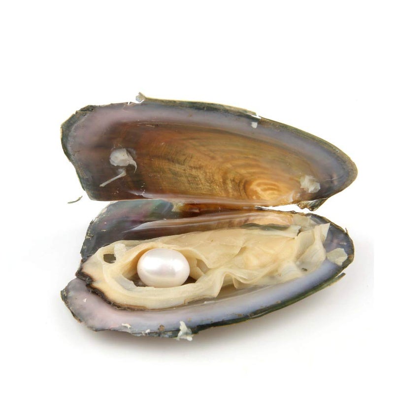 QSLLER 10PCS Freshwater Cultured Pearl Oyster with 7-8mm Oval Pearl(Inside 10pcs Random Colors Pearls) - Image 3